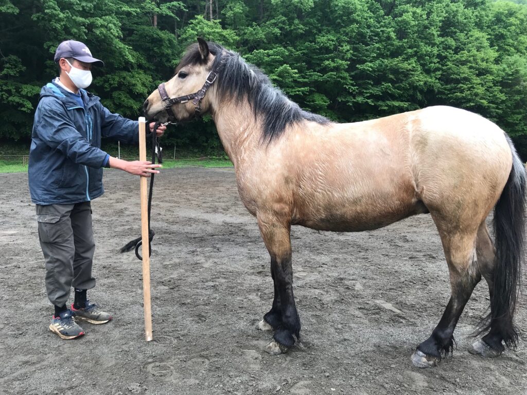 天風（4歳セン）