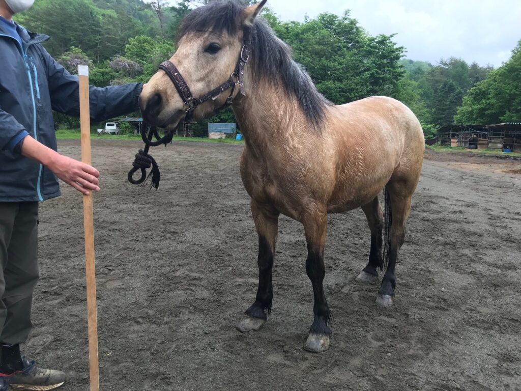 天風（4歳セン）